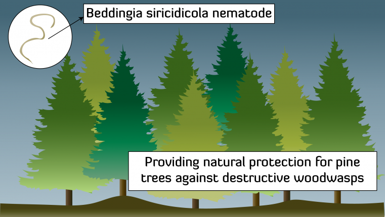 Insect Killing Nematodes | BioLogic Company