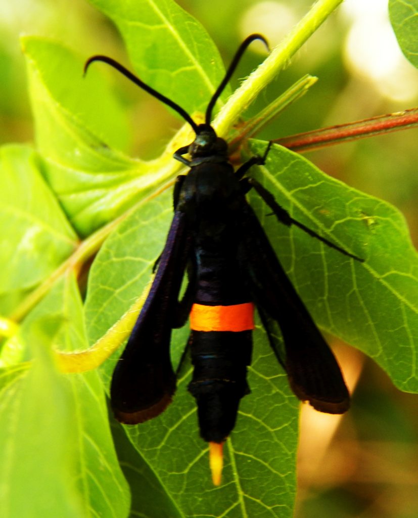 life cycle of peach tree borer