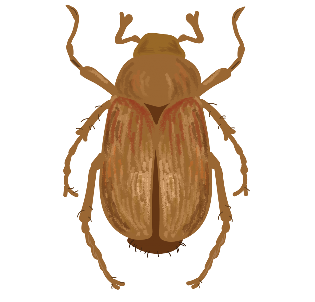 A Natural Control For The European Chafer BioLogic Company