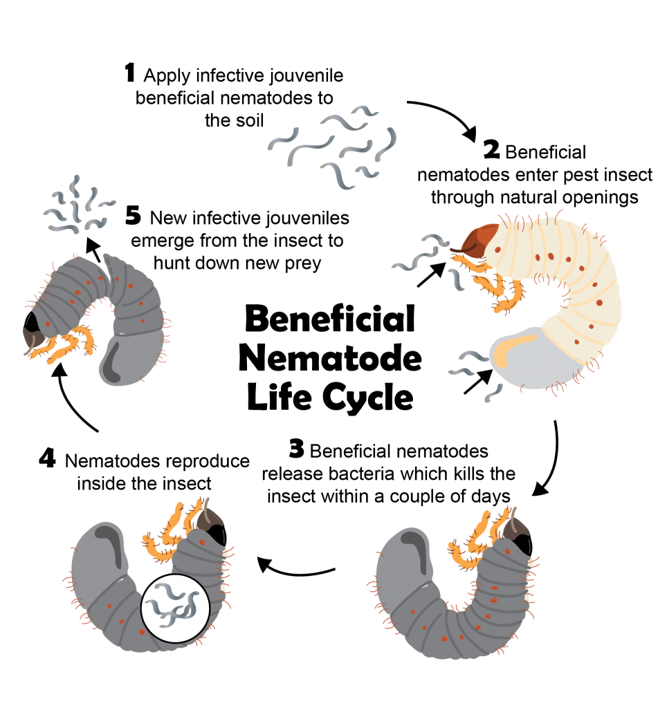 Nematode Life Cycle BioLogic Company