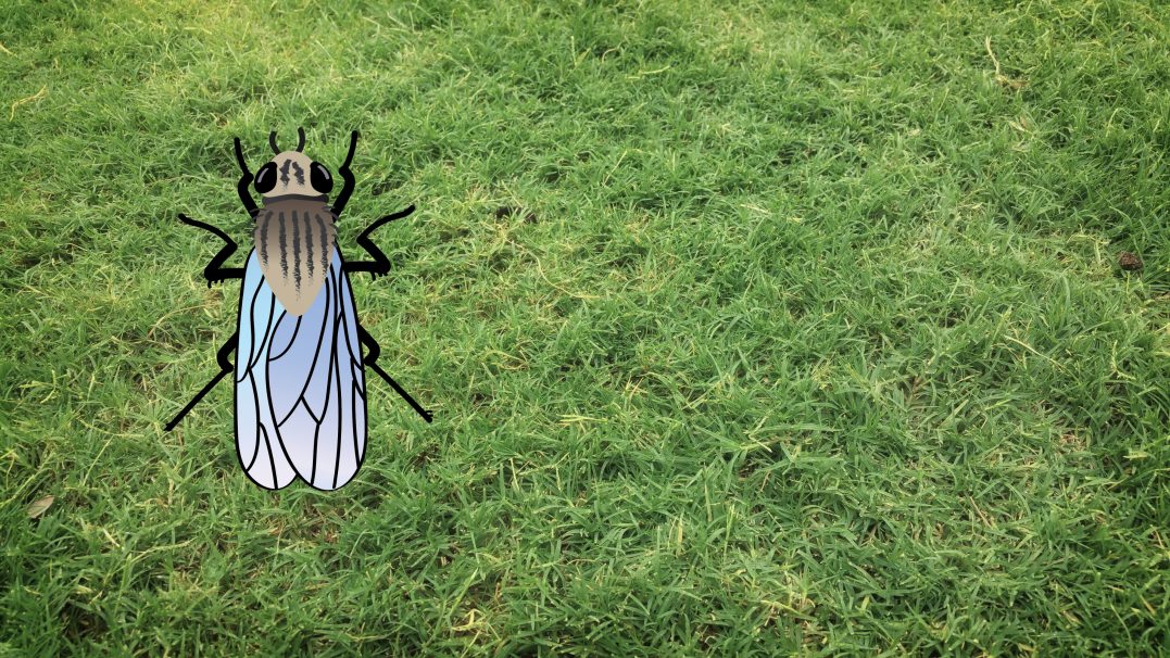 onion maggot BioLogic Company