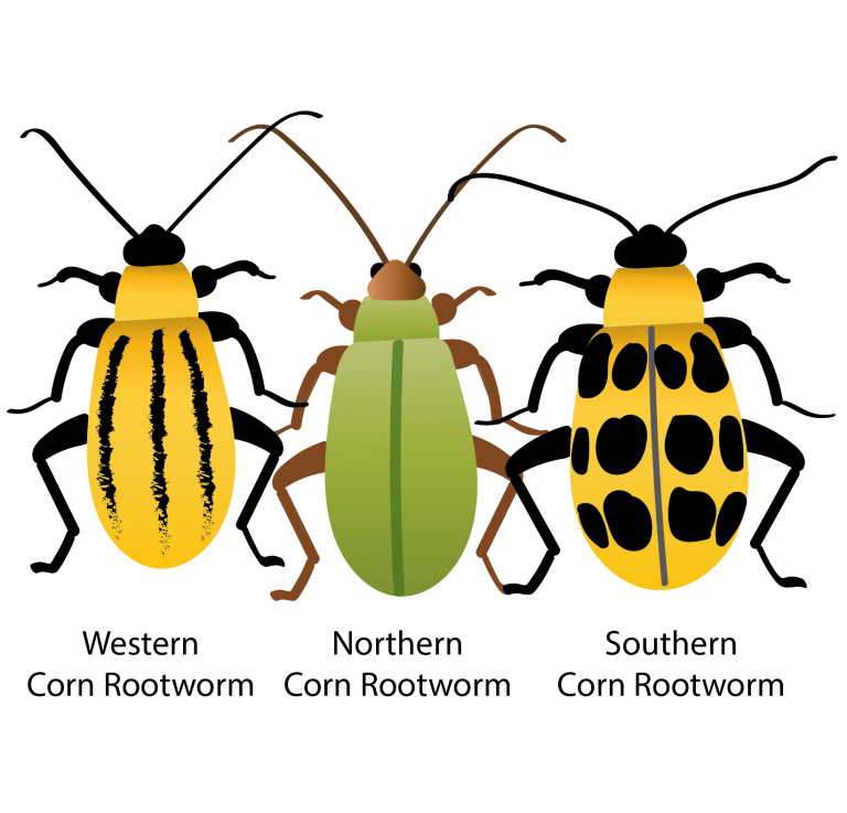 corn rootworms01 BioLogic Company