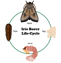 A Natural Control for Iris Borers | BioLogic Company