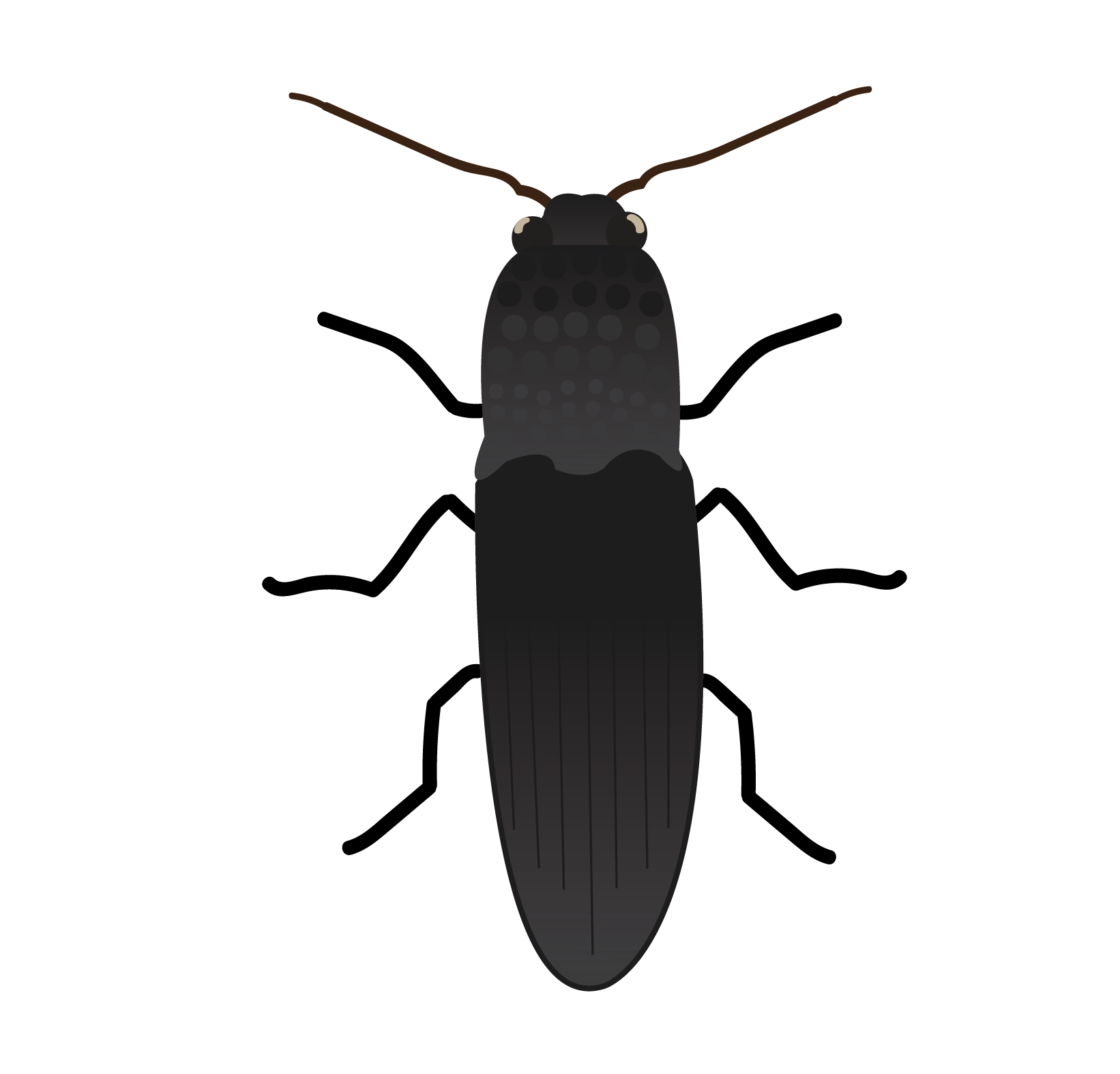 Click Beetle (wireworms) | BioLogic Company