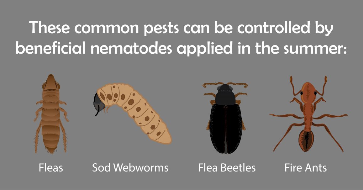 Tips for Using Beneficial Nematodes in the Summer BioLogic Company